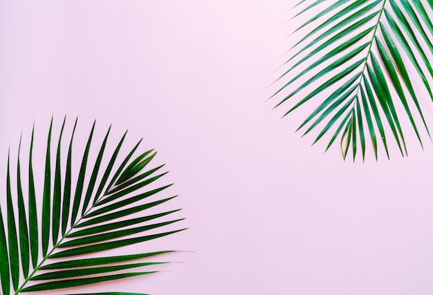 Tropical palm leaves with copy space