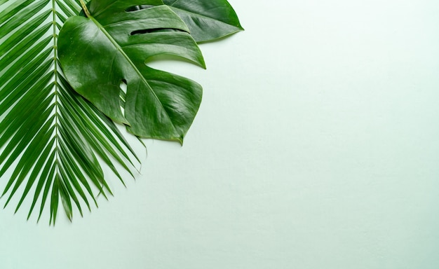 Tropical palm leaves with copy space