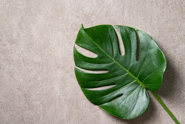 Tropical palm monstera leaves isolated on gray table background