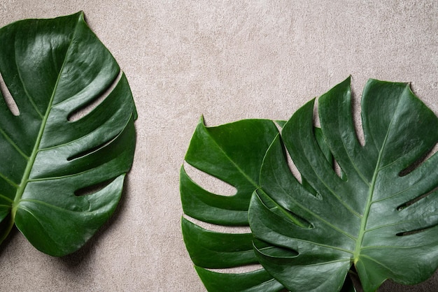 Tropical palm monstera leaves isolated on gray table background