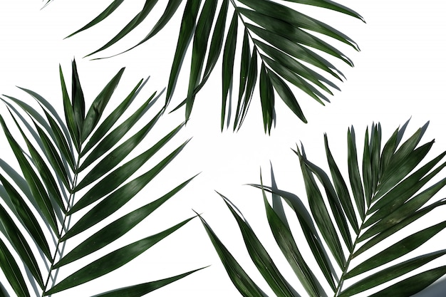 Tropical palm tree leaf on a white background