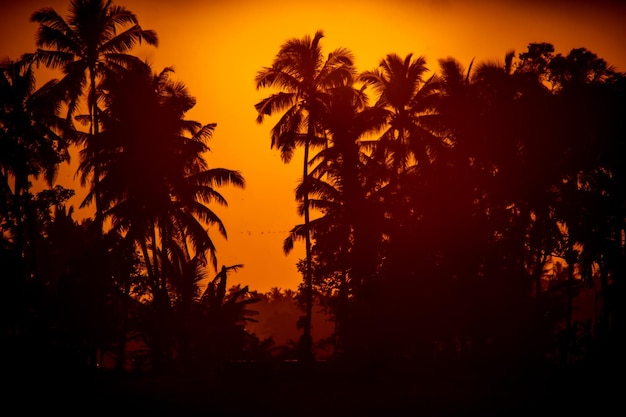 Tropical palm tree silhouette with sunset in the background