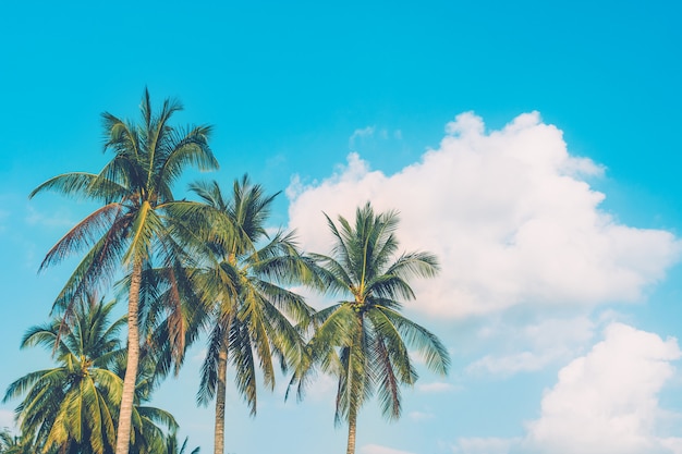 Tropical palm tree with summer blue sky background.