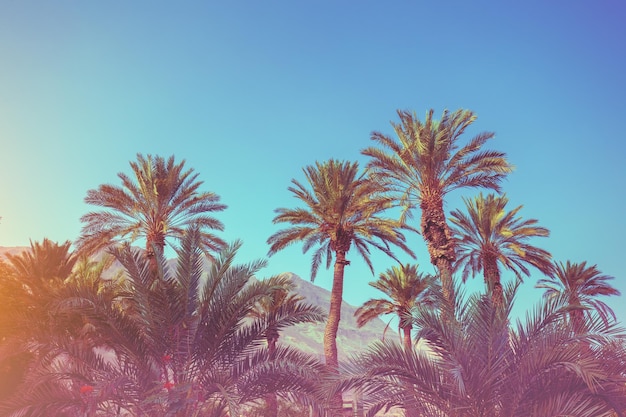 Tropical palm trees against mountains Tropical landscape