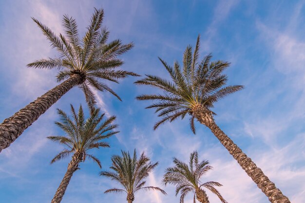 Tropical palm trees on the beach