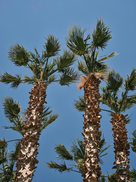 Tropical palm trees and blue sky