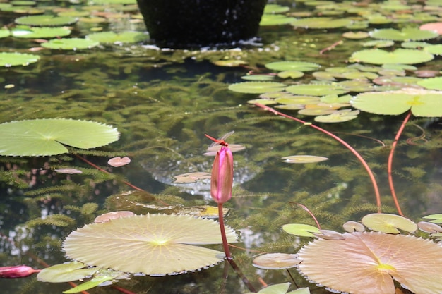 Tropical park design red lotus bud in the pond