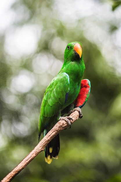 Tropical parrot on a branch