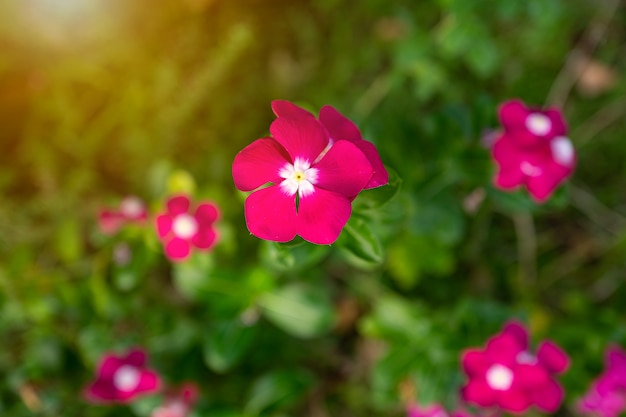 Tropical pink flower blooming in sunlight morning