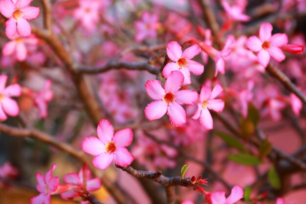 Tropical pink flowers frangipani plumeria