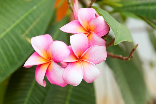 Tropical pink frangipani flowers on green leaves. Close up plumeria tree.