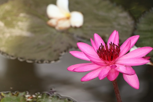 Tropical pink lotus flower