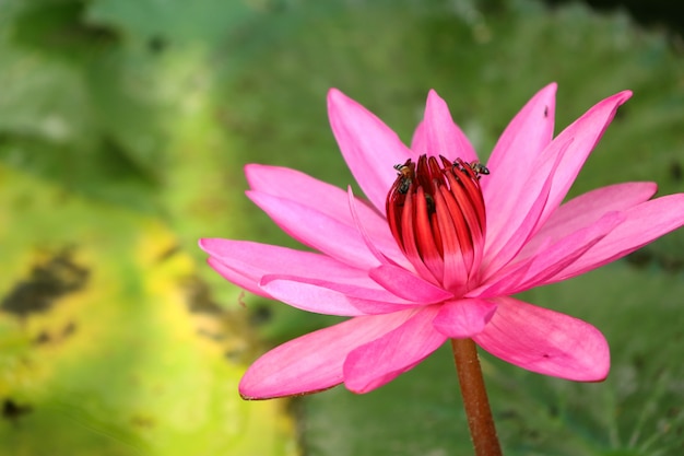 Tropical pink lotus flower