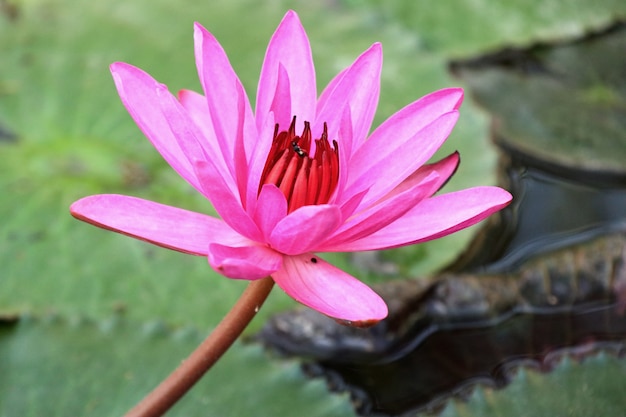 Tropical pink lotus flower