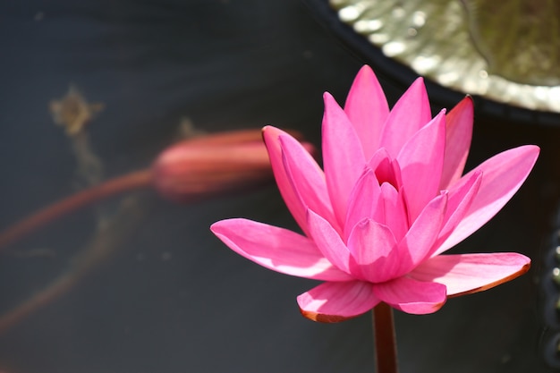 Tropical pink lotus flower