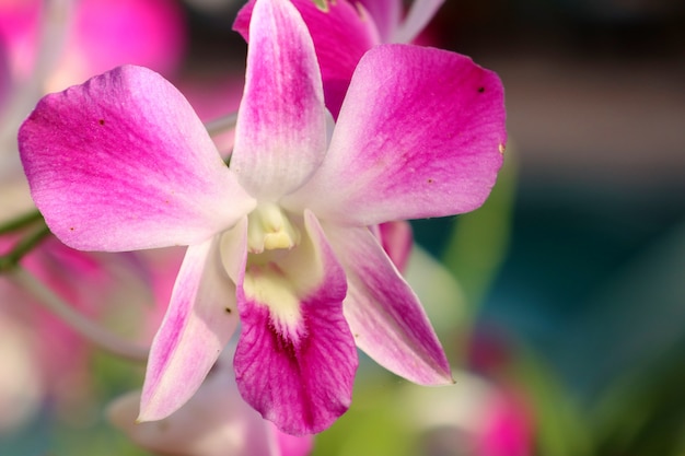 Tropical pink orchid flower