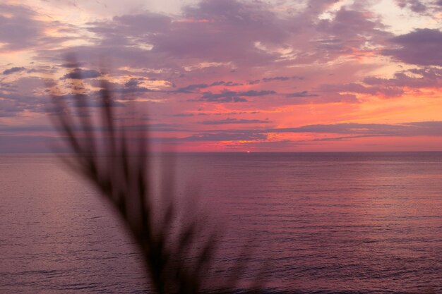 Tropical pink sunset on the sea through the palm leaves blur background