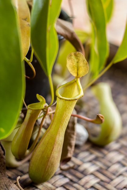 Tropical pitcher or monkey cups plants.