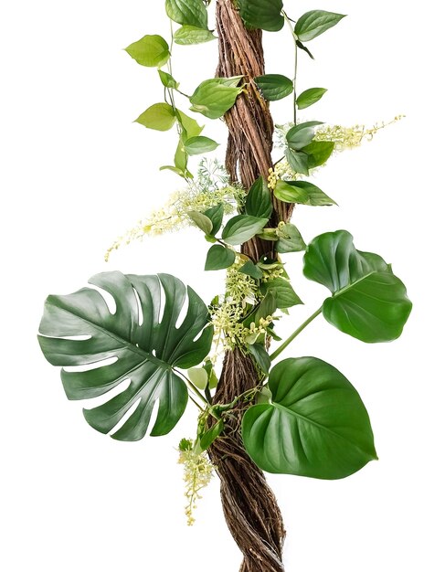 Photo tropical plant arrangement with tropical leaves tropical flower decor on tree branch vine plant