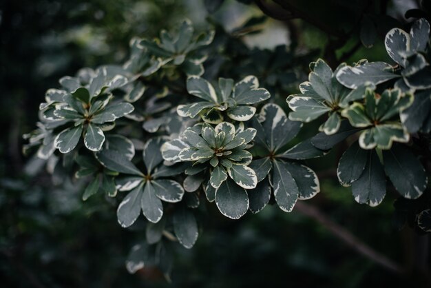 A tropical plant close up in the dense thickets of the jungle. Tropics