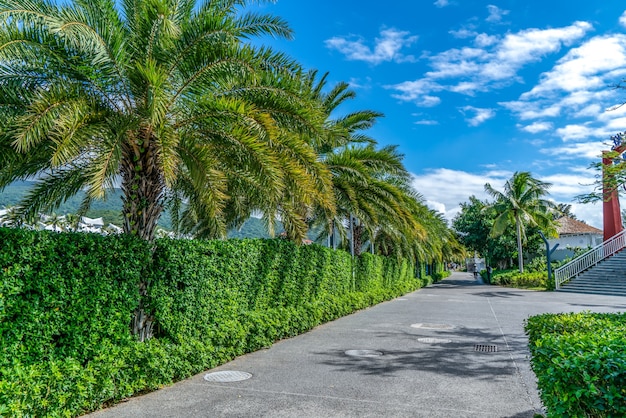 Tropical plant green palm tree