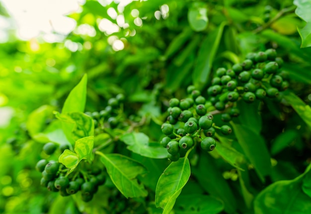 Tropical plant. Group of fruit and green leaves on blurred background and sunlight.