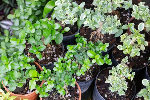 Tropical plant pot sale in green market, stock photo