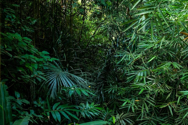 Tropical plant with green leaves bali