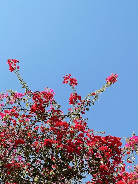 Tropical plant with red flowers on blue sky