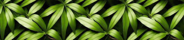 Tropical plants background