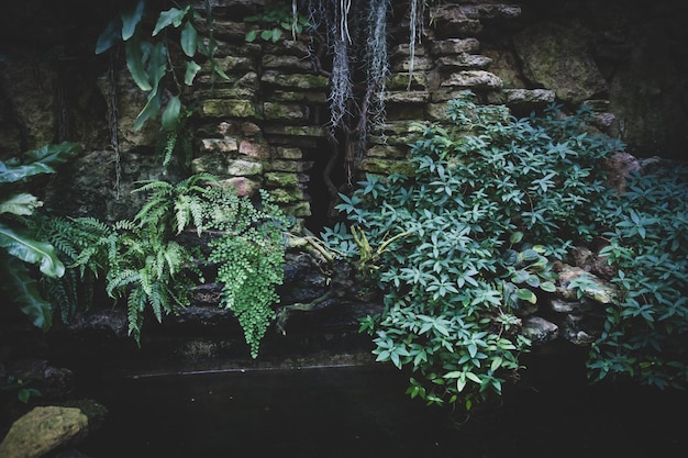 Tropical plants and ferns growing in the rocks background