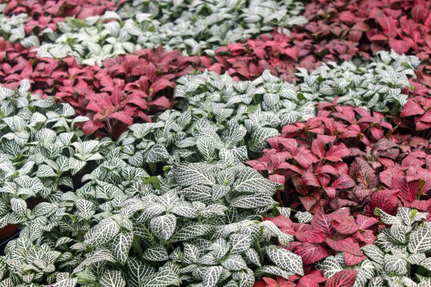 Tropical plants in greenhouse