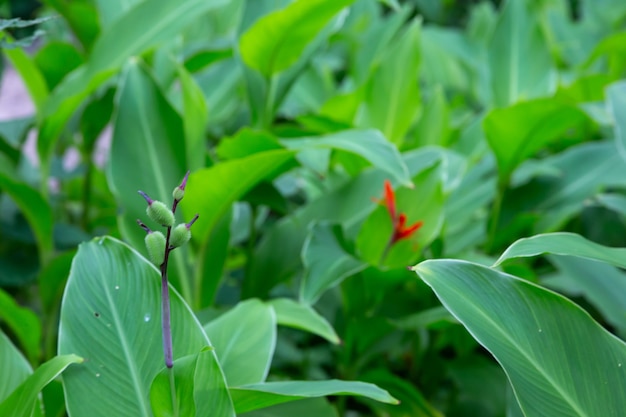 Tropical plants in Madagascar close up