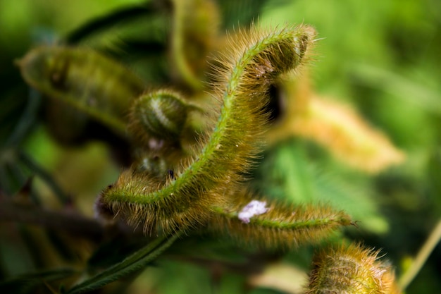 Photo tropical plants