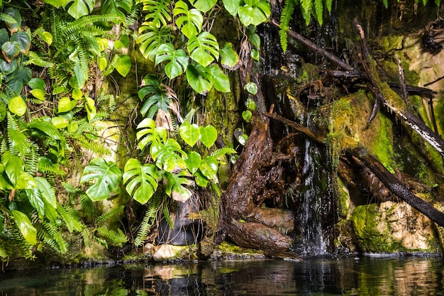 Tropical pond in a rainforest mangrove