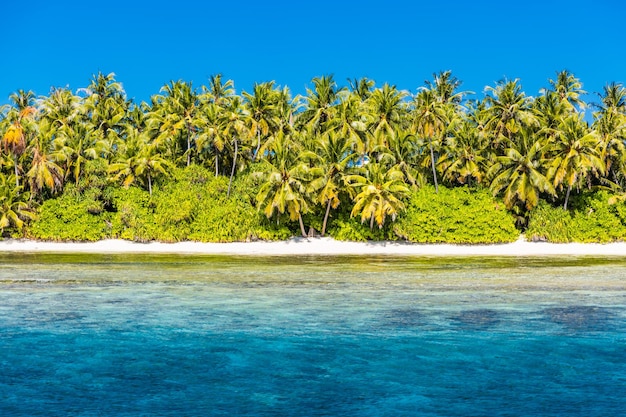 Tropical pristine beach, turquoise sea water, ocean wave, coral reef, green palms, sun blue sky