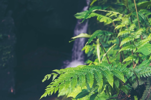 Tropical rain forest plant, nature field