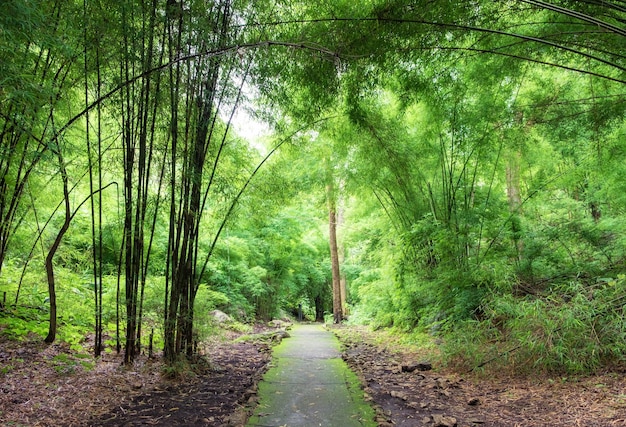 Tropical rain forest route green bright in rainy season