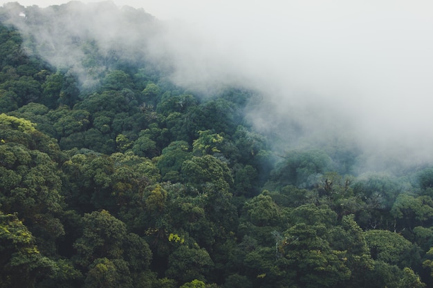 Tropical rain-forest with mountain and mist in the morning.