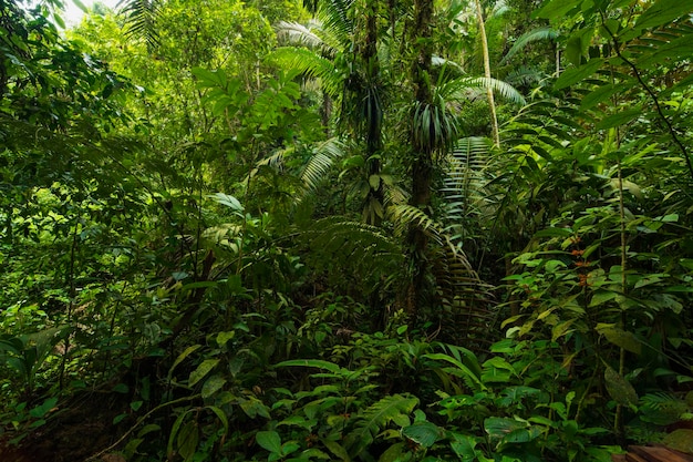 Tropical rainforest in Costa Rica