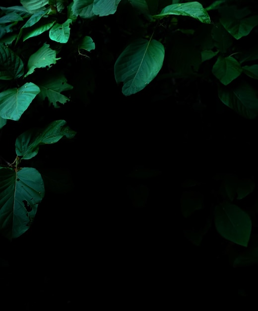 Tropical rainforest foliage plants bushes on dark background