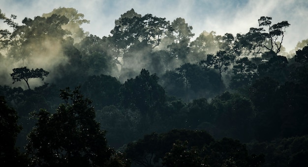 Tropical rainforest landscape, forest scenic with jungle tree in green nature, beautiful wild wood foliage plant over the mountain, leaf with rain water, environment park background for travel