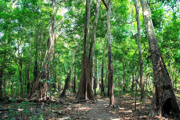 Tropical rainforest in in manaus, brazil. Trees with green leaves in jungle. Summer forest on natural landscape. Nature environment and ecology concept.