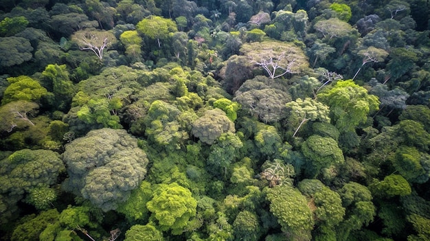 Tropical rainforest Stunning aerial view of Rainforest green background