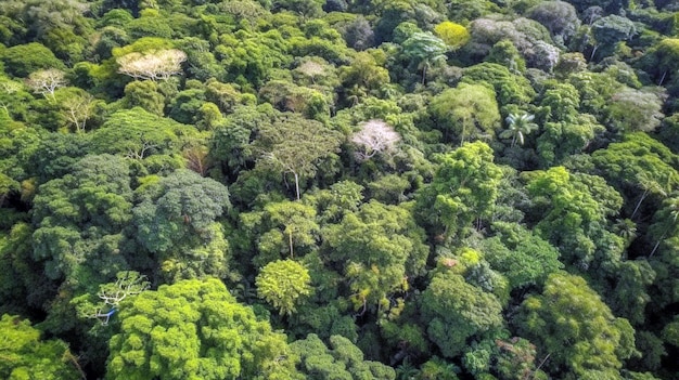 Tropical rainforest Stunning aerial view of Rainforest green background