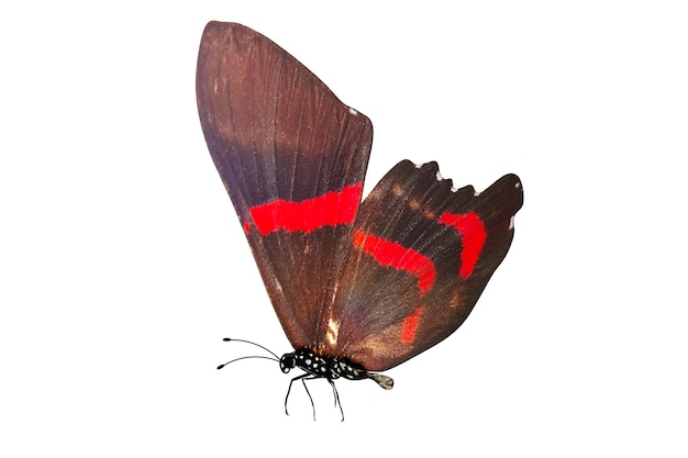 Tropical red butterfly isolated on white