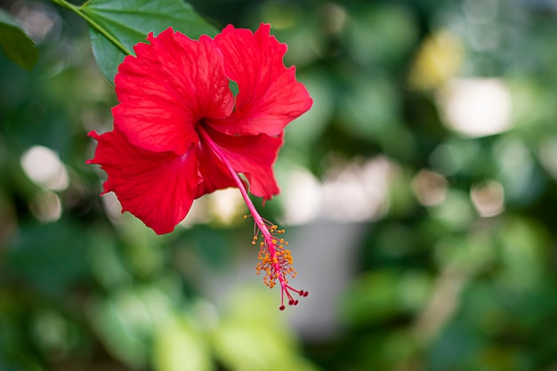 Tropical red hibiscus flower in nature