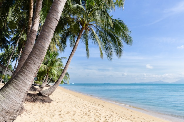 Tropical sand beach with coconut trees