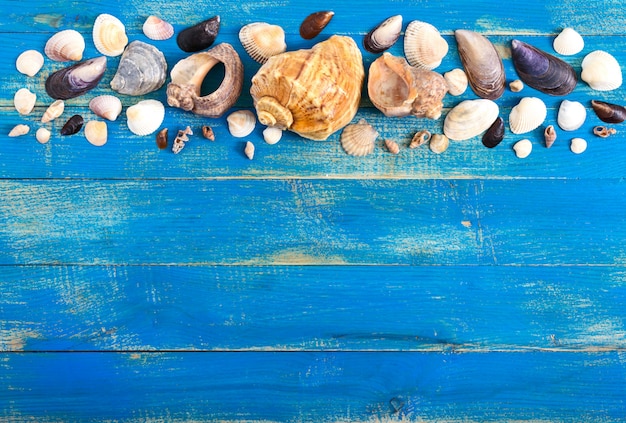 Tropical sea background. Different shells on the blue boards, top view. Free space for inscriptions. Summer theme.