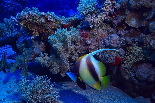 tropical sea underwater background diving ocean